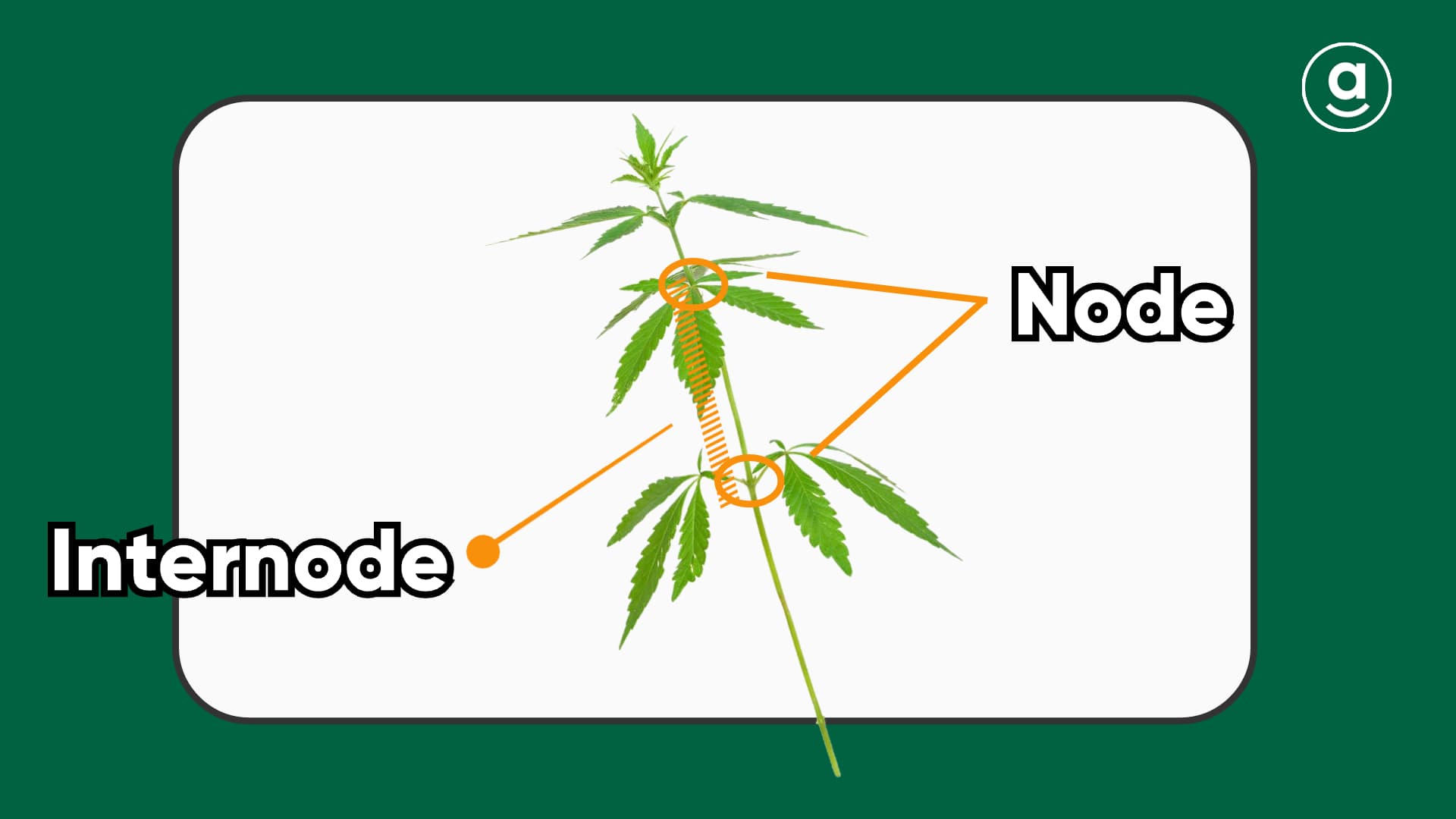 nodes and internodes of weed plants