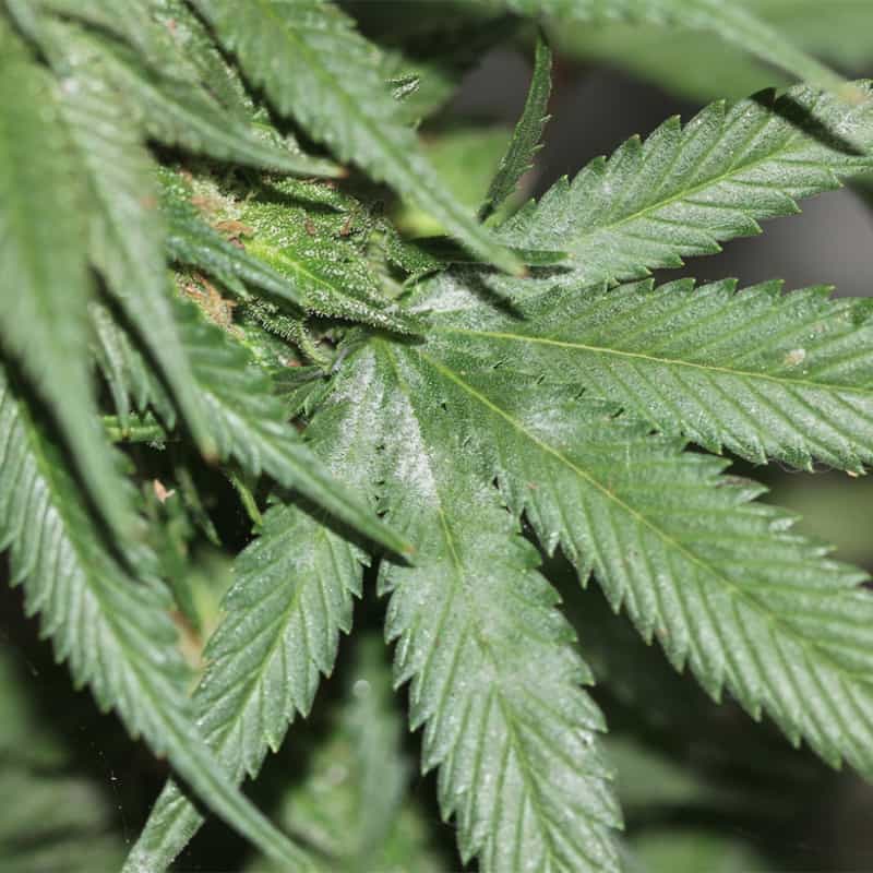 powdery mildew mold on weed