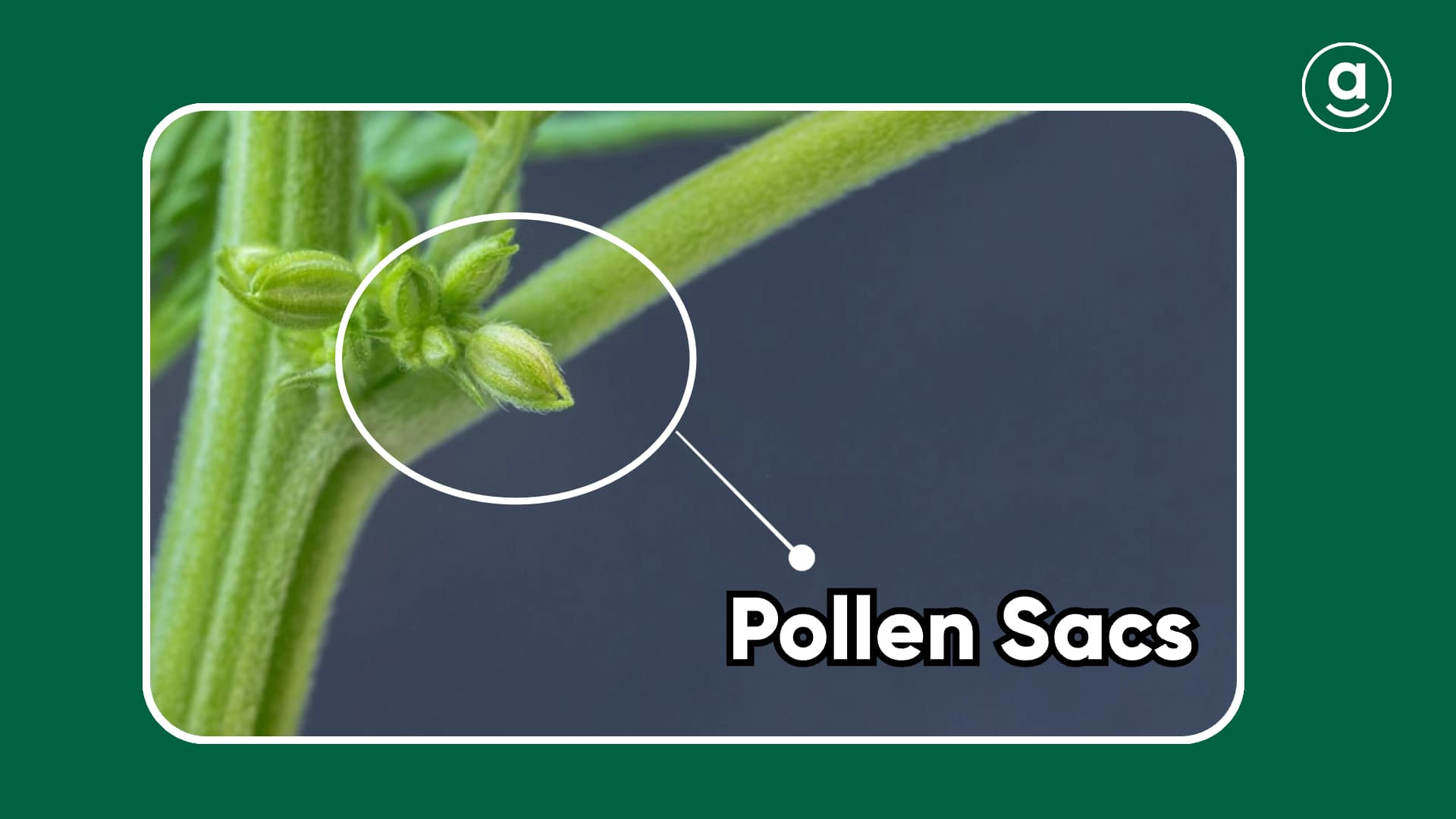 pollen sacs of male weed plants