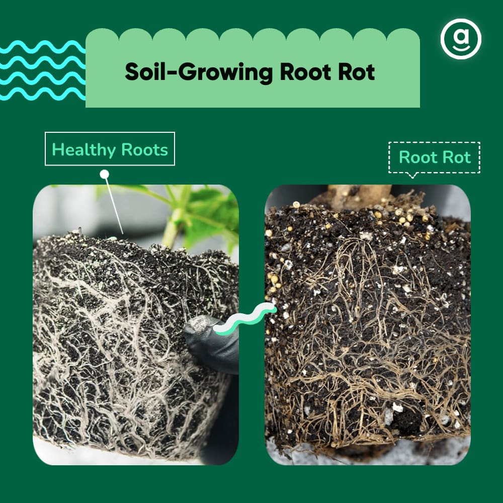 root rot on cannabis grown in soil