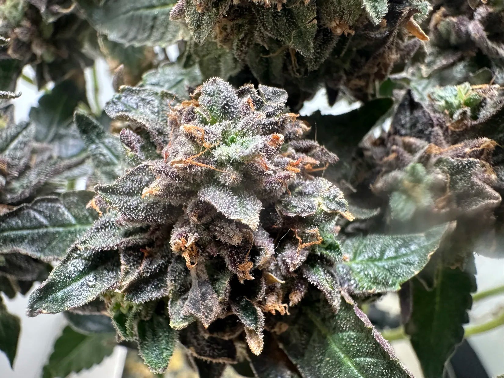rs11 strain grown in Hey abby grow box