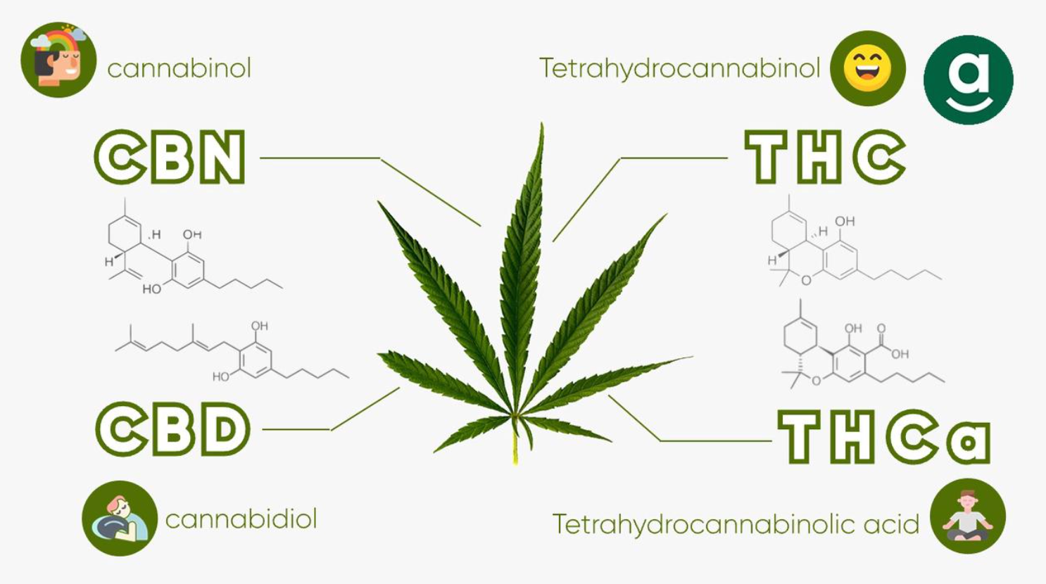 THC THCa CBD CBN