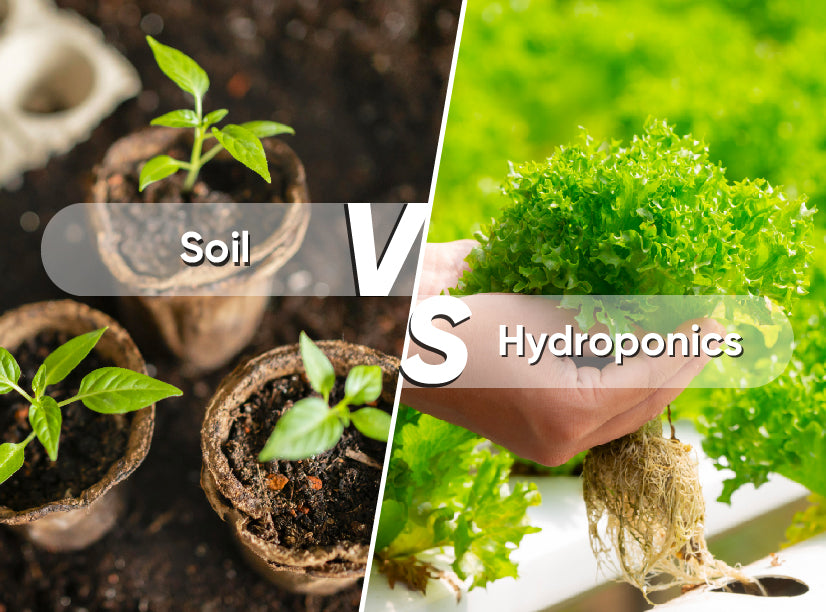 soil vs hydroponics