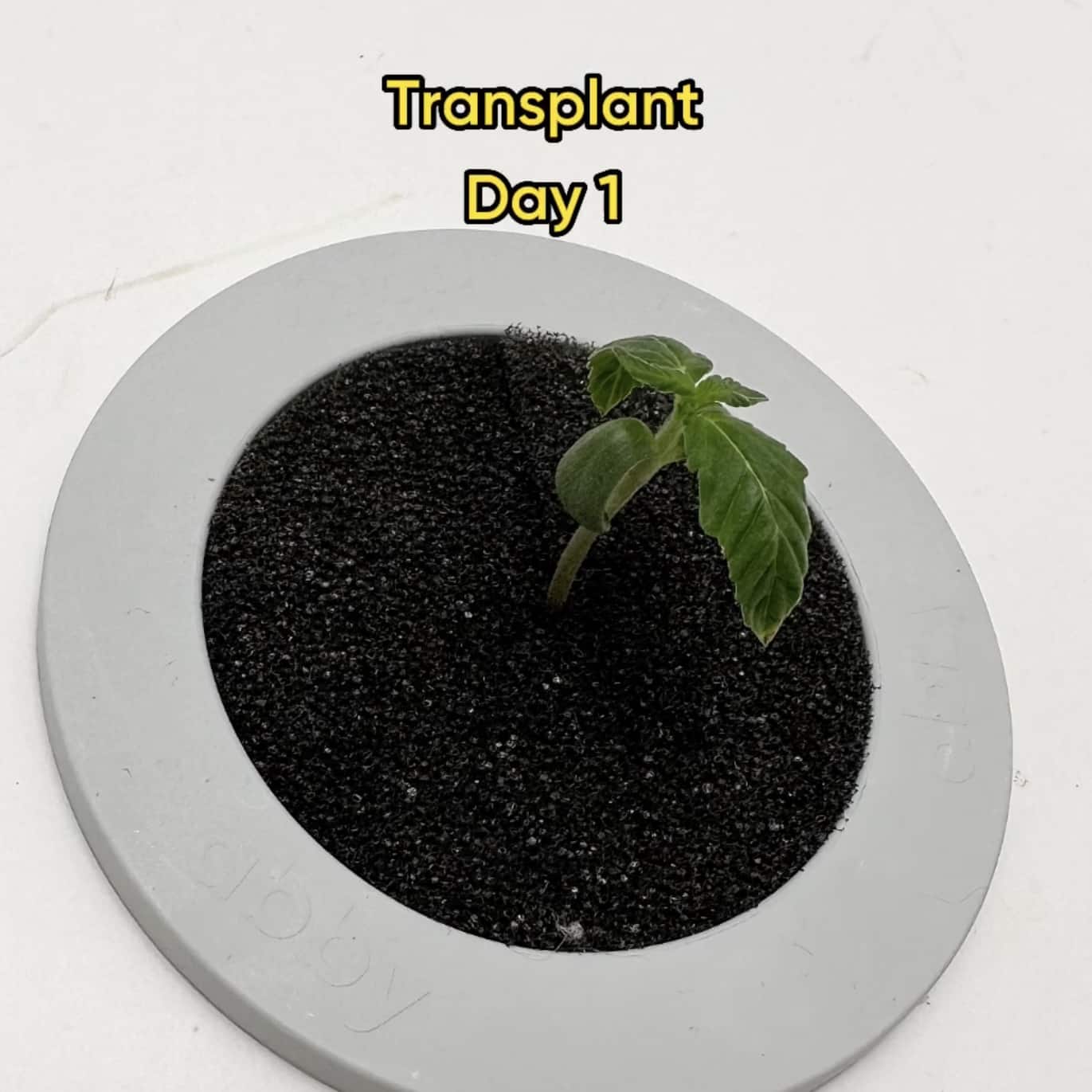 sprouted cannabis seed ready to transplant