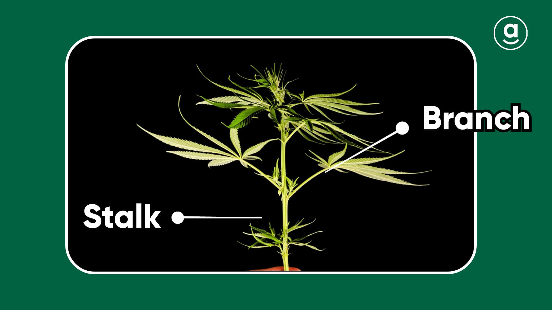 stalk and branch of weed plants