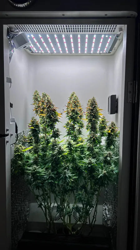 sunset sherbet strain buds inside hey abby hydro cannabis grow box