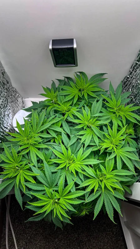 sunset sherbet strain grown with hey abby hydro cannabis grow box