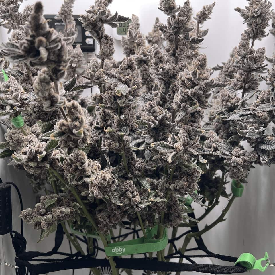 tips for taking care of blooming cannabis
