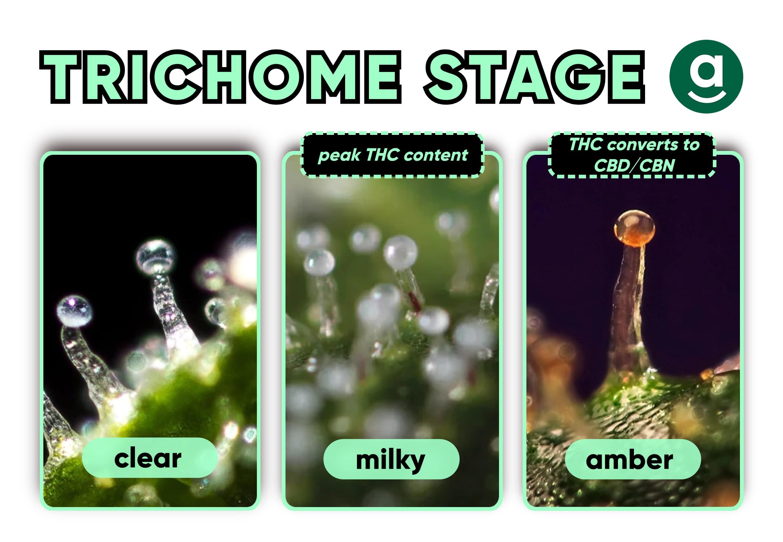 trichomes of ripening marijuana buds