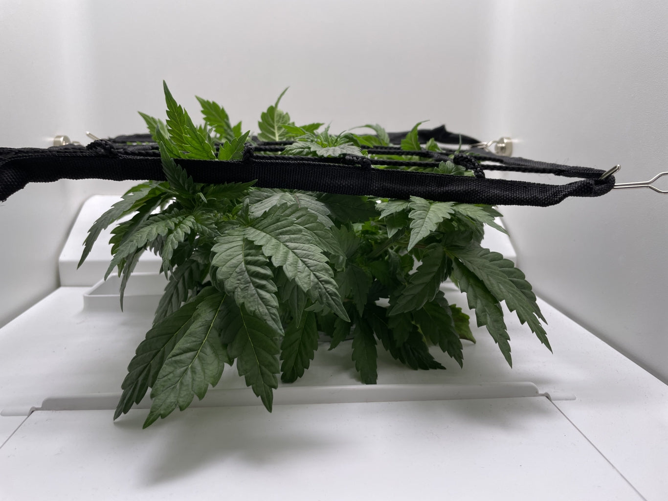 SCROG cannabis plants in Hey abby grow box