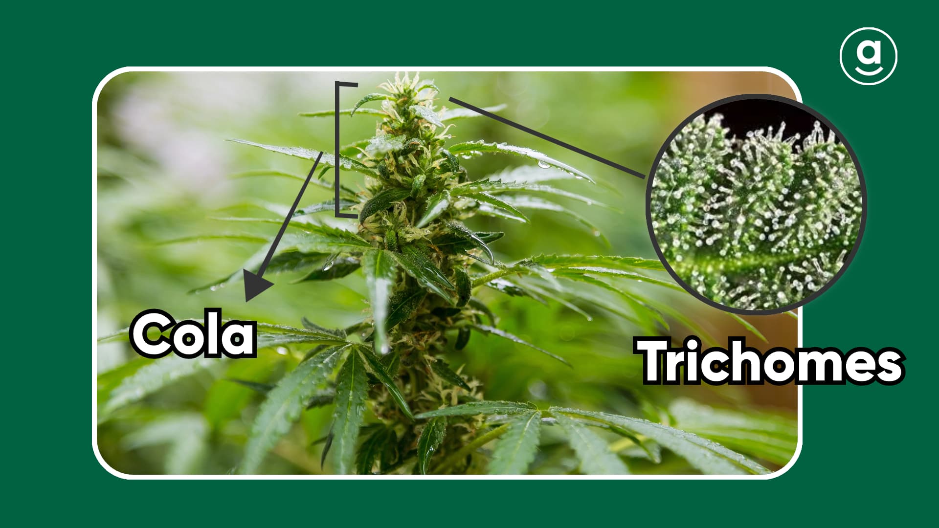 weed plant trichomes and cola