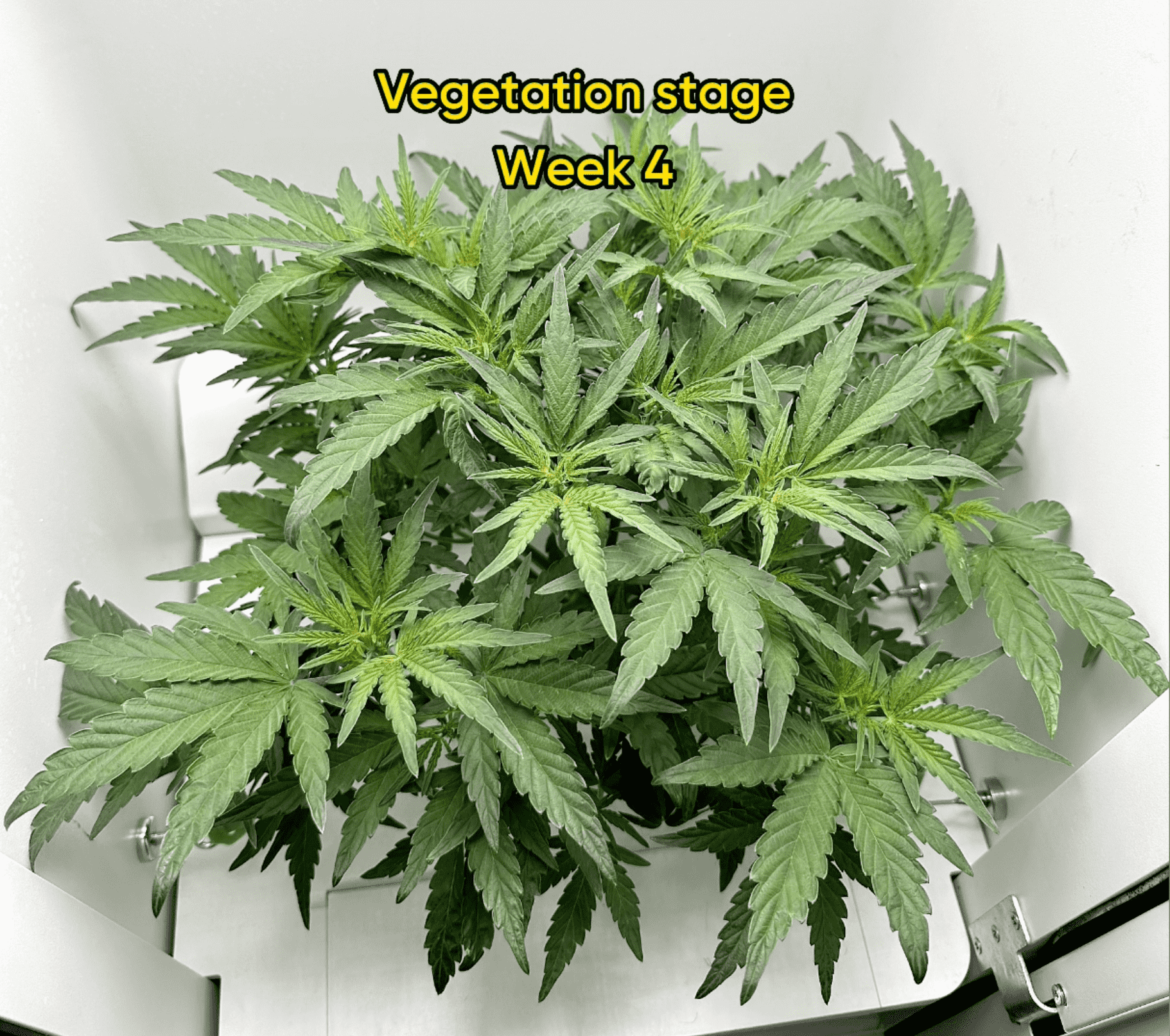 weed vegetative growth week 4 in Hey abby grow box