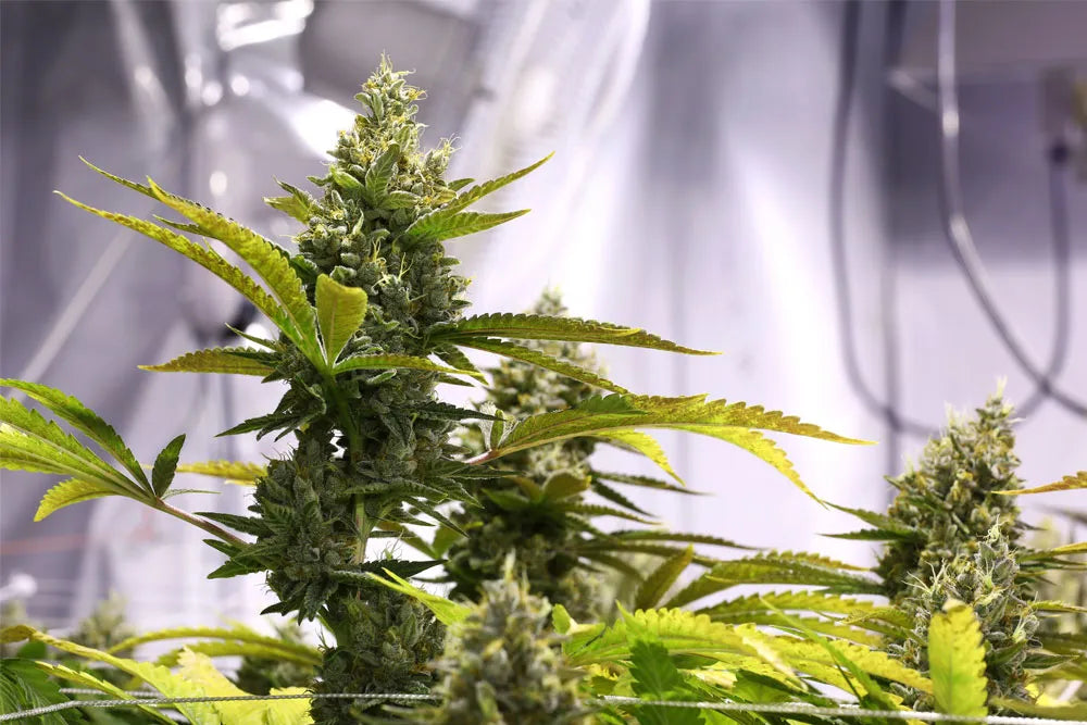 why using a grow tent setup