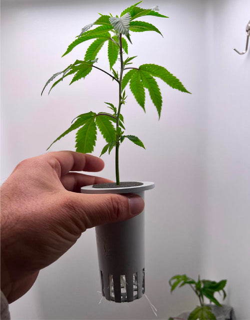 Best indoor hydroponic grow system for weed