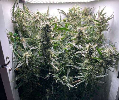 The best grow box for beginners