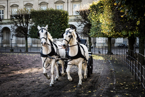 balade-caleche-marais-poitevin