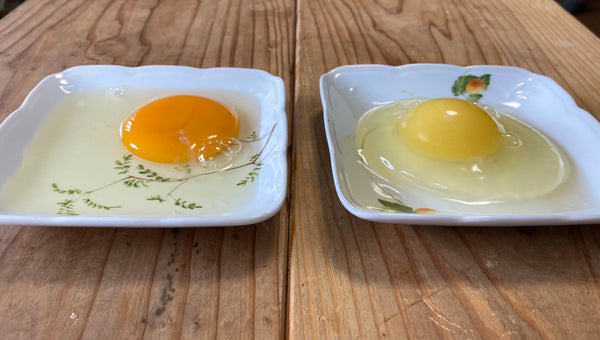 卵の比較の写真