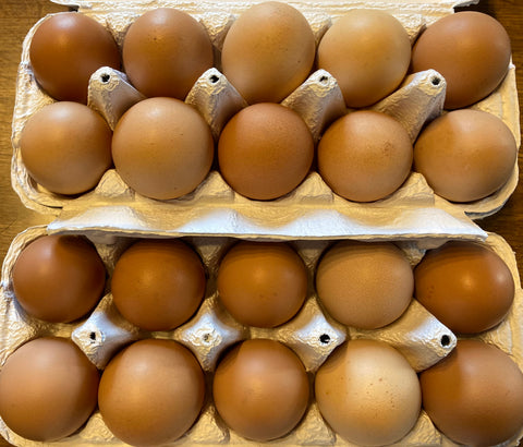卵の様子
