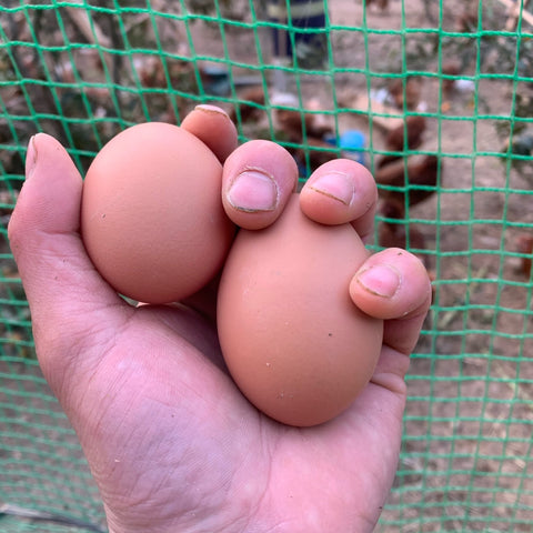 卵2個
