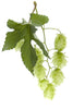 image of hops