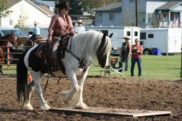 Draft horse in Ranch Riding Class