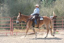 Ranch riding mule