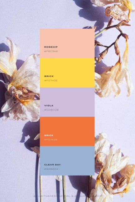 Bright Colour Palettes To Use on Your Squarespace Website | by Squarebase, Premium Squarespace Template Kirs