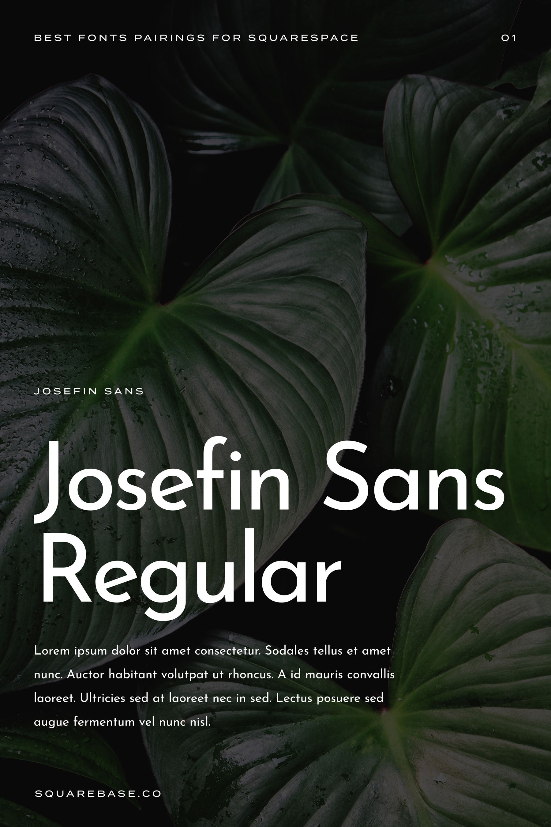 Google Fonts Sans Serif for your Squarespace Website