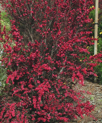 leptospermum scoparium in New Zealand