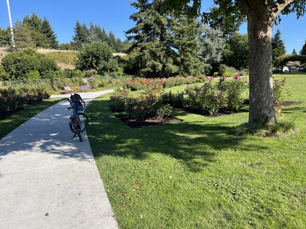 Rose Garden In Eugene Oregon