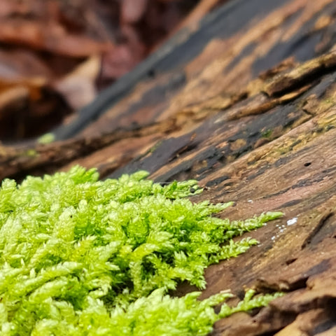 Vibrant green lichen on a decaying tree trunk in Yalding, Kent