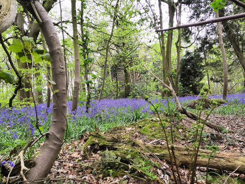 Blue bells out in the spring in woods around Yalding, Kent