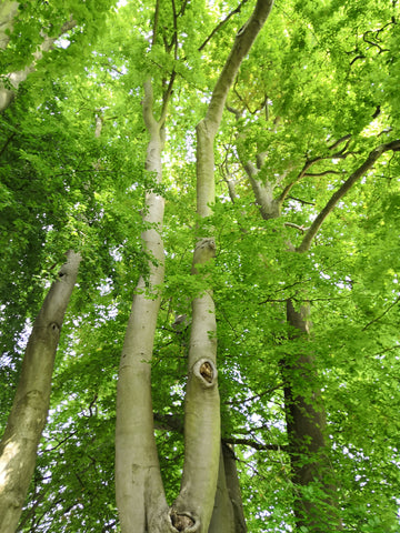 Green tree canopy in Woodlands around Yalding, Kent