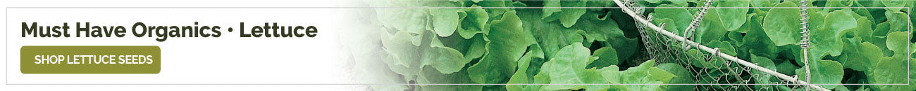 collections organic-lettuce-seeds banner