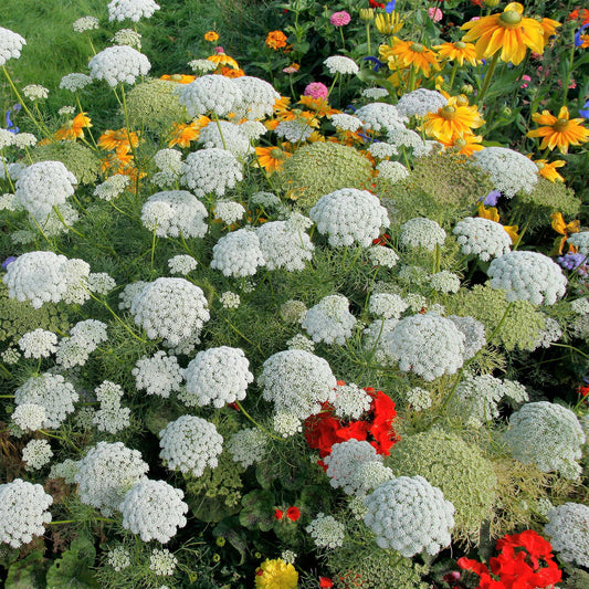 Queen Anne's Lace - (Bishop's Flower) Seeds – Vermont Wildflower Farm