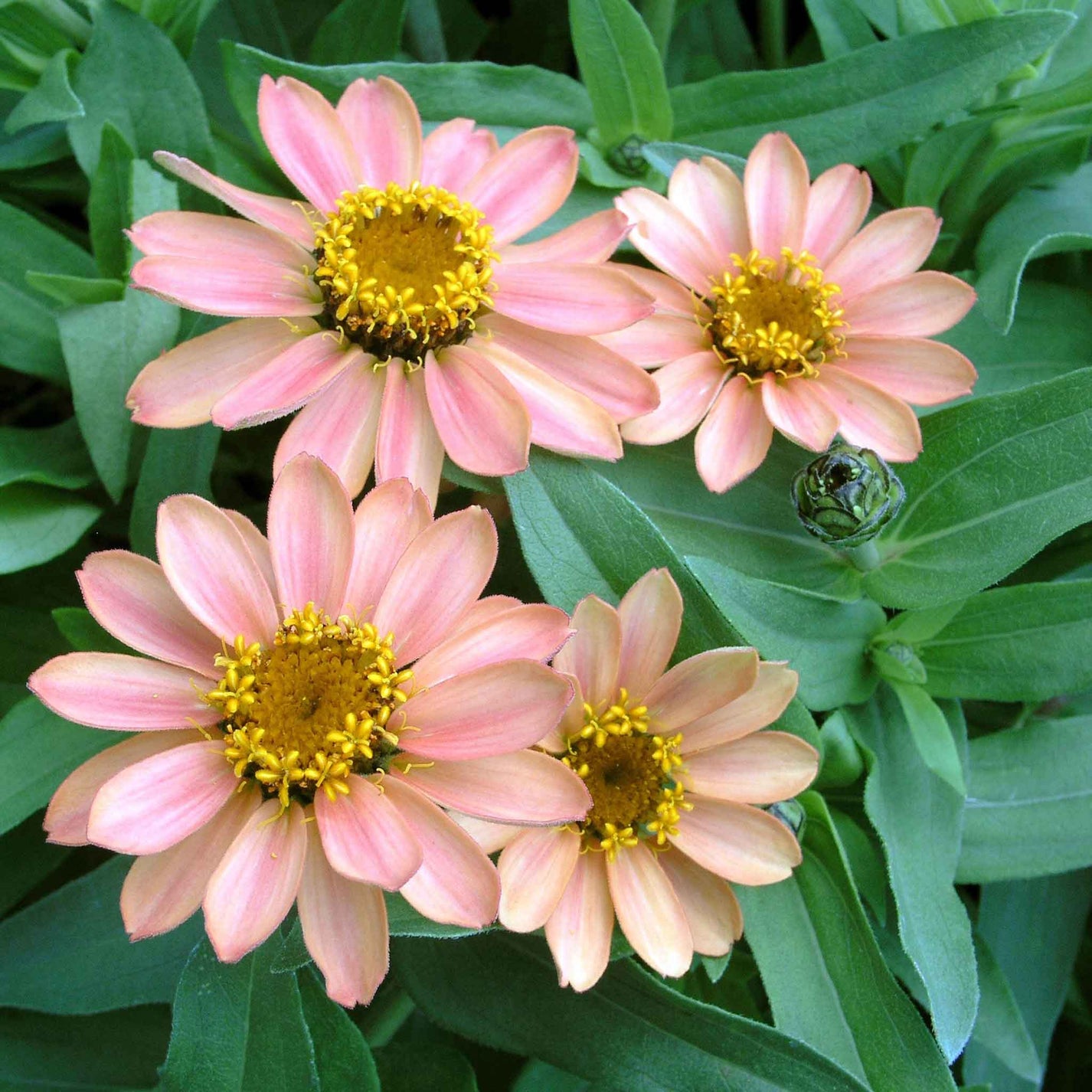 Zinnia Seeds Profusion Apricot Flower Seeds in Packets & Bulk