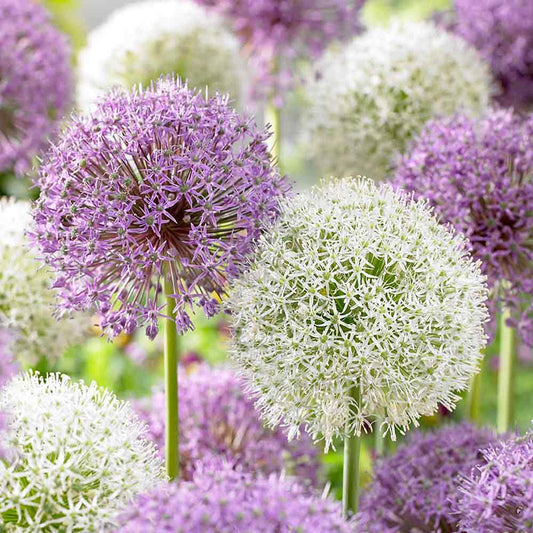 Maulwurfschreck-Pflanze (Allium Gladiator)