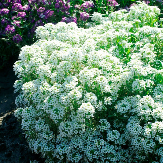 Alyssum - Sweet Tall White - Oregon Wholesale Seed Company