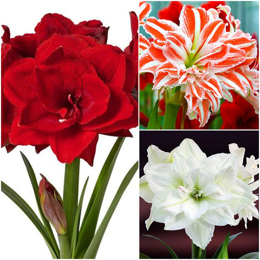 Growing and caring for amaryllis