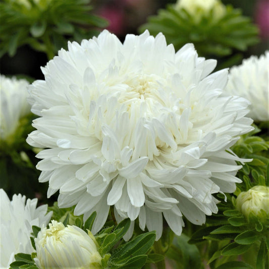 white aster bush