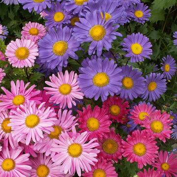 Aster Seeds | Shop 16 Varieties | Eden Brothers