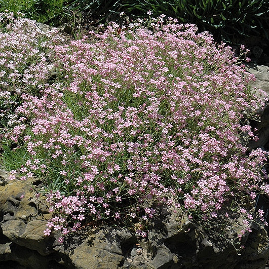 Baby's Breath  John Scheepers Kitchen Garden Seeds