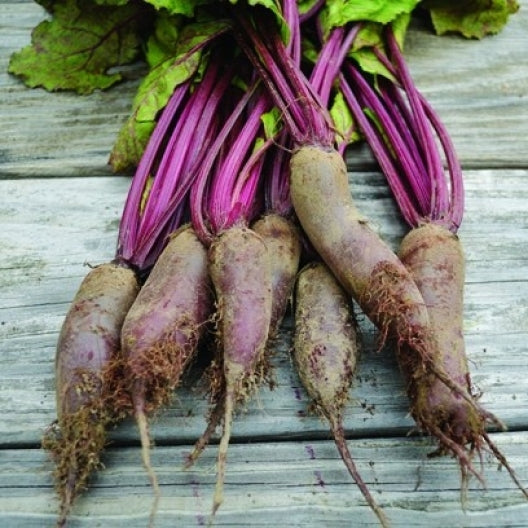 Beet Seeds - Cylindra