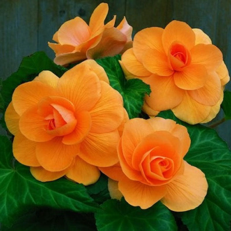 Begonia Bulbs (Roseform) Apricot | Spring Flower Bulbs | Eden Brothers