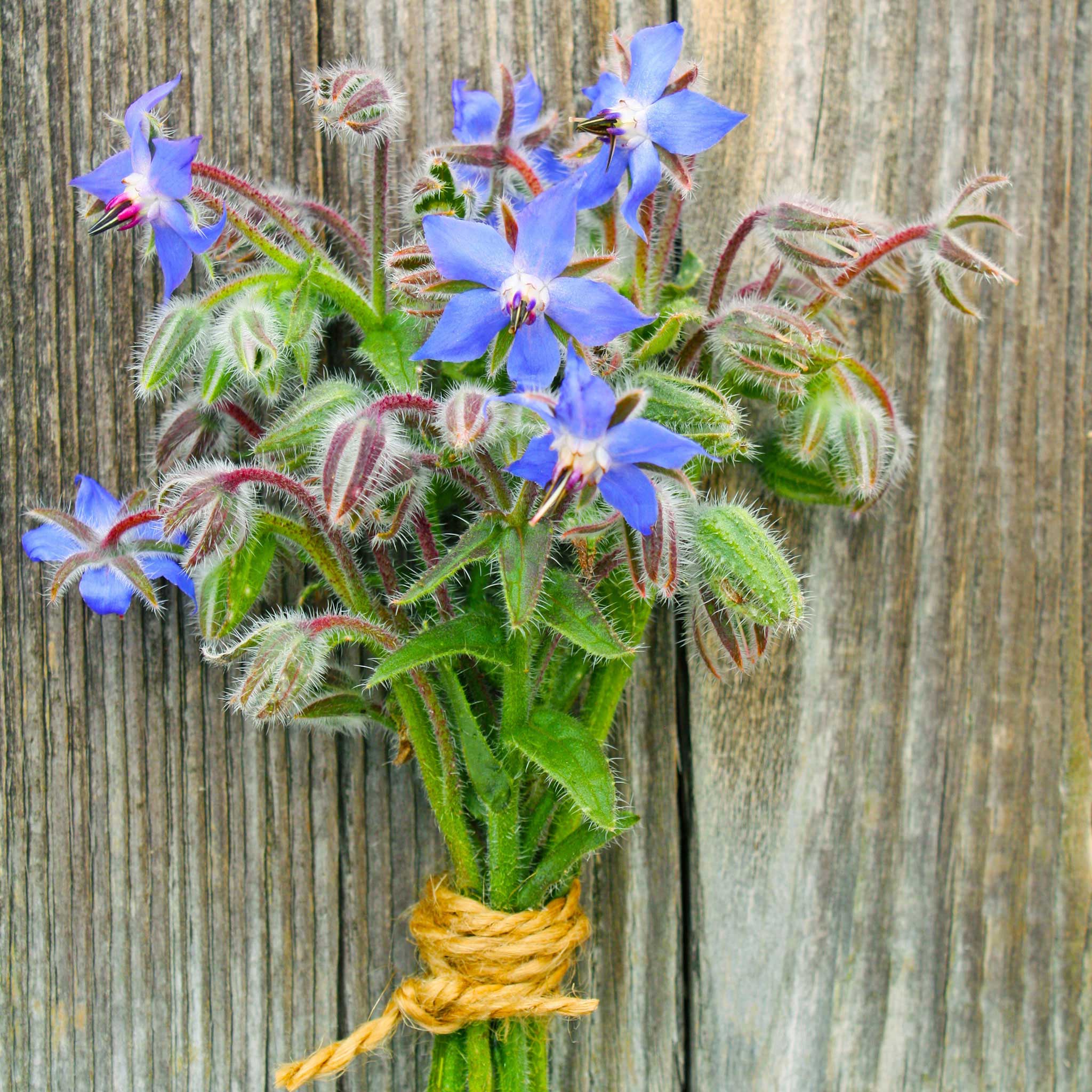 Image of Borage chia companion plant