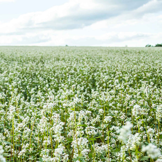 200+ Lucky Clover Flower Seeds Meadow Fields Creeping Plants Rare Wild Grass