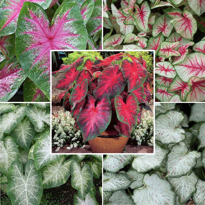 Caladium Bulbs | Shop 9 Varieties | Eden Brothers