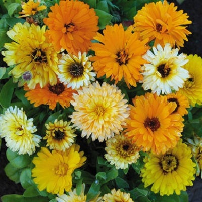 Calendula Seeds - Fiesta Gitana | Flower Seeds in Packets & Bulk | Eden  Brothers