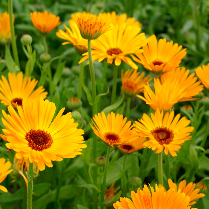 Calendula Seeds - Nova | Flower Seeds in Packets & Bulk | Eden Brothers