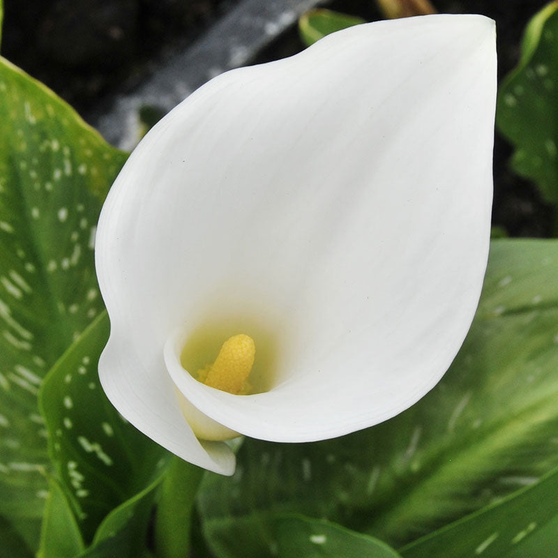 Calla Lily Bulbs - Captain Ventura | Spring Flower Bulbs | Eden Brothers